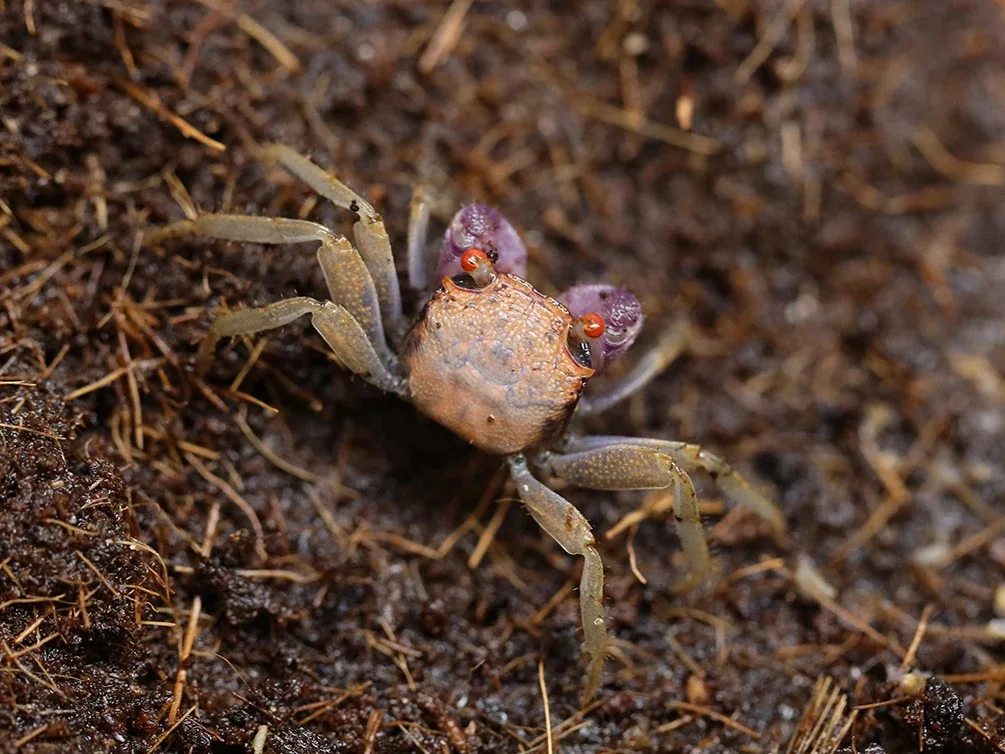Orange Disco Vampire Crab (Geosesarma tiomanicum) - Image 2