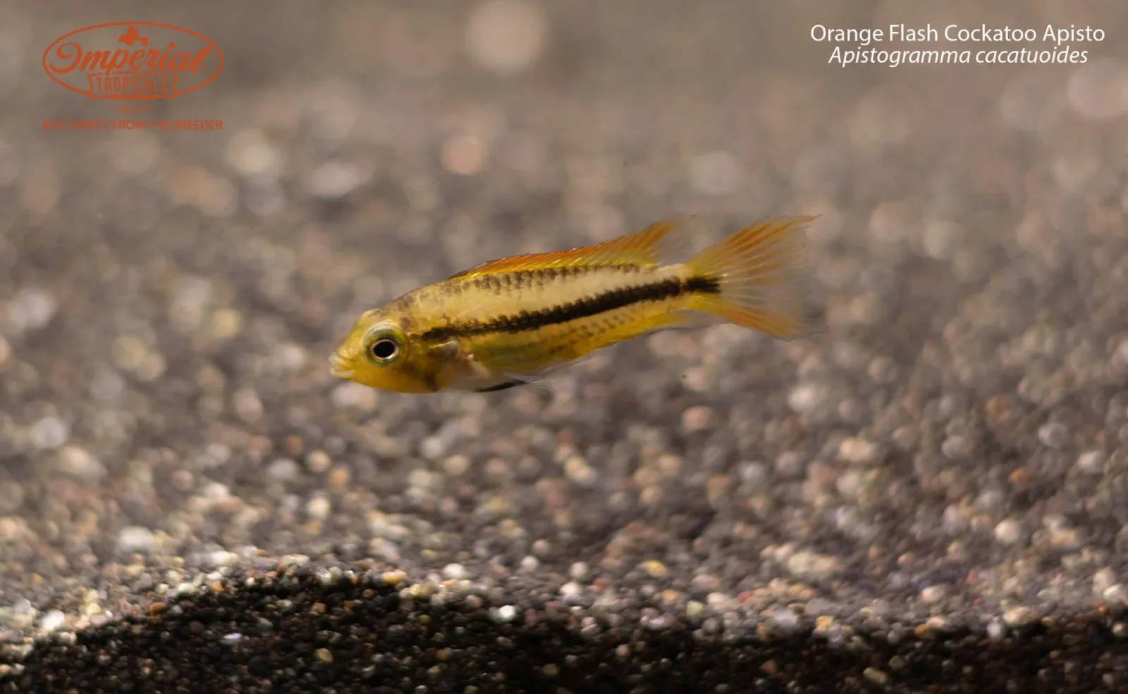 Orange Flash Cockatoo Apisto (Apistogramma cacatuoides) - Image 2