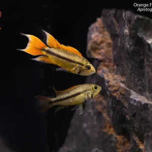 Orange Flash Cockatoo Apisto (Apistogramma cacatuoides)