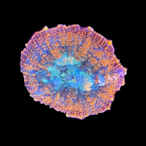 Orange Rhodactis Mushroom Coral - SAQ Coral Farm