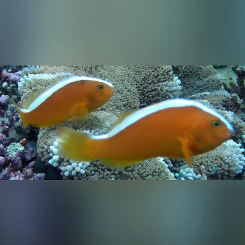 Orange Skunk Clownfish