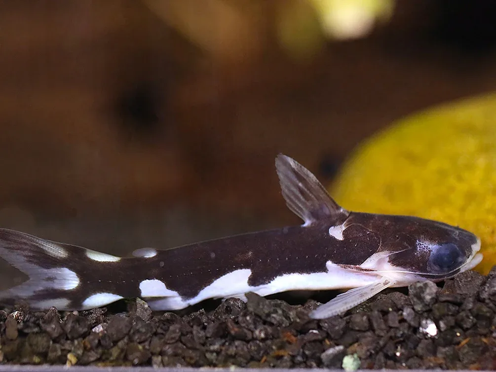 Orca Wood catfish (Centromochlus sp.) – Brazil - Image 2