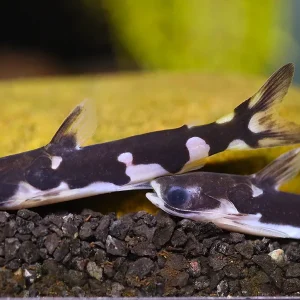 Orca Wood catfish (Centromochlus sp.) – Brazil