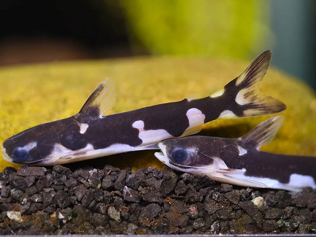 Orca Wood catfish (Centromochlus sp.) – Brazil