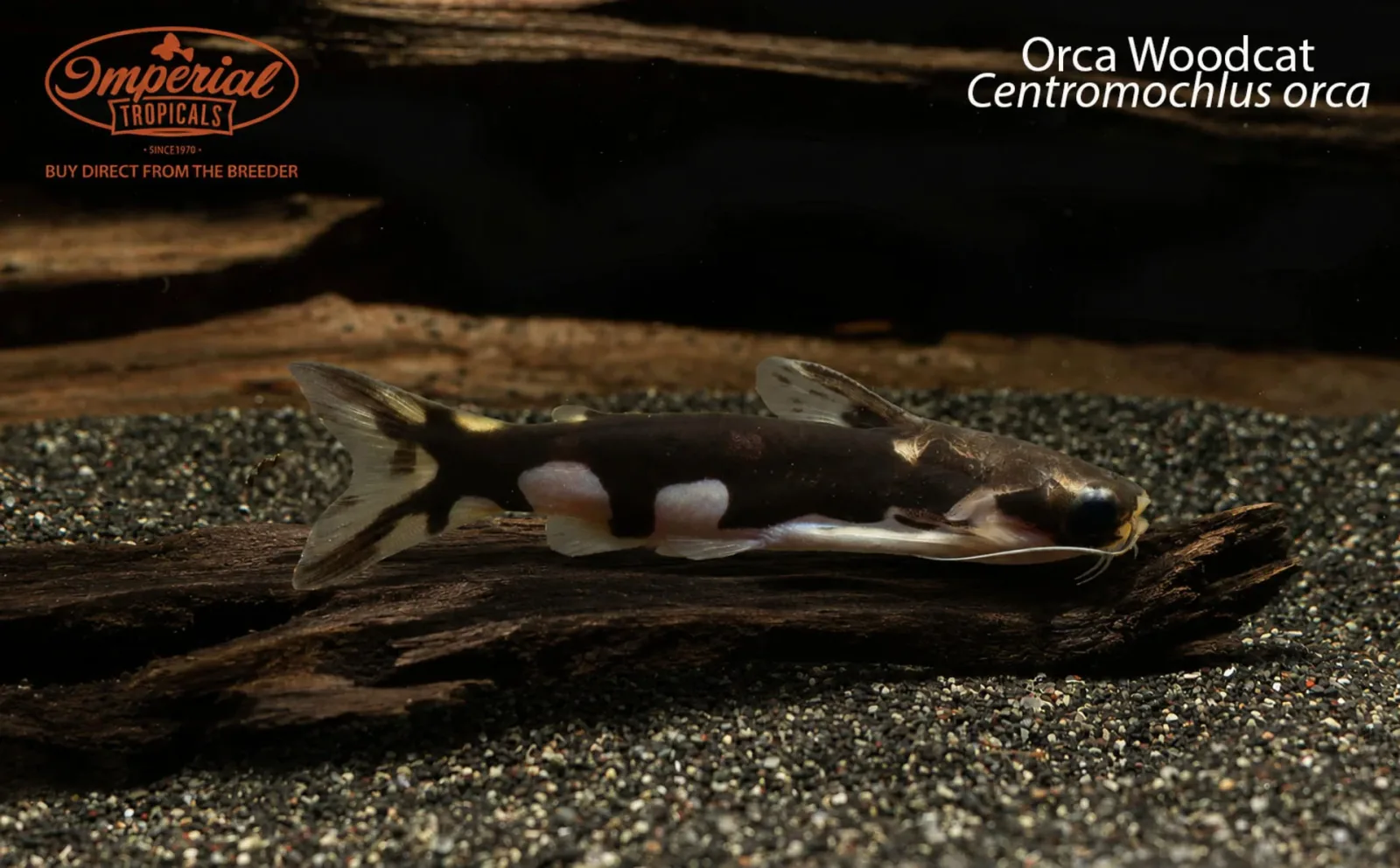 Orca Woodcat (Centromochlus orca) - Image 2