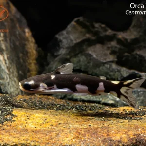 Orca Woodcat (Centromochlus orca)