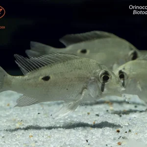 Orinoco Cupid Cichlid (Biotodoma wavrini)
