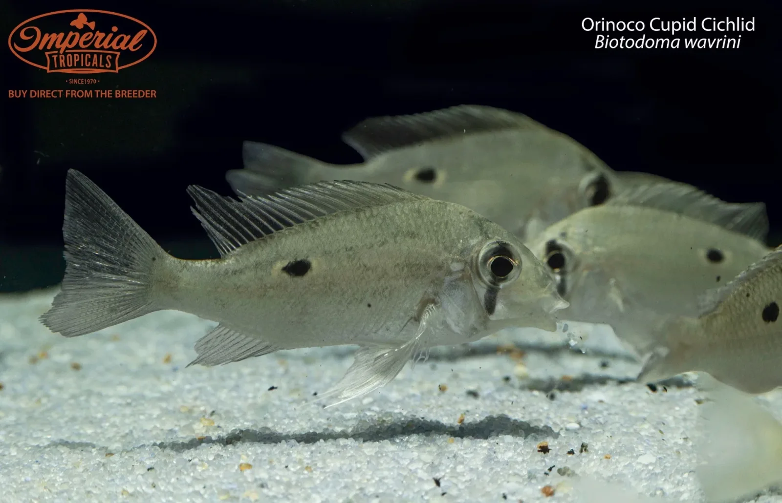 Orinoco Cupid Cichlid (Biotodoma wavrini)