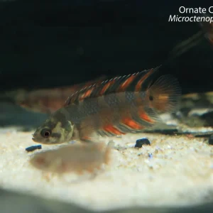 Ornate Ctenopoma (Microctenopoma ansorgii)