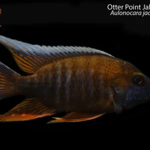 Otter Point Jake Peacock