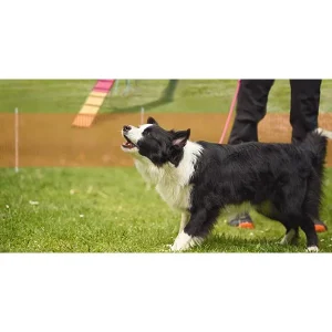 Over The Top - A Workshop Dedicated to Our High Arousal Dogs