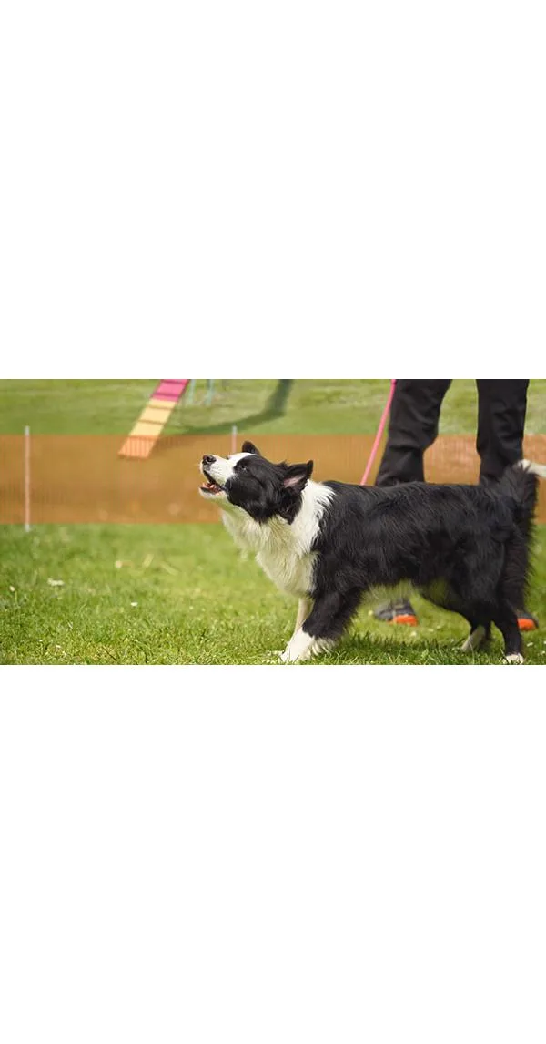 Over The Top - A Workshop Dedicated to Our High Arousal Dogs