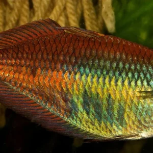 Pagai Rainbowfish
