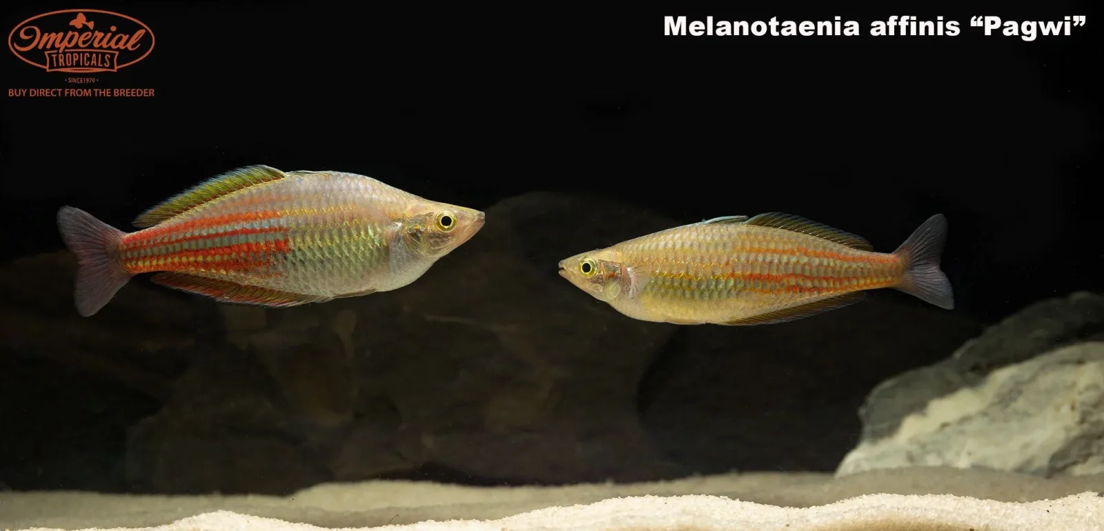Pagwi Rainbowfish - Image 2