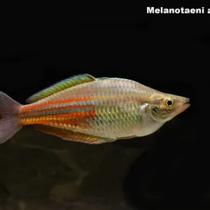 Pagwi Rainbowfish