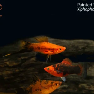 Painted Swordtail