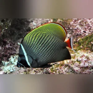 Pakistan Butterflyfish