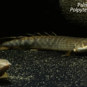 Palmas Bichir
