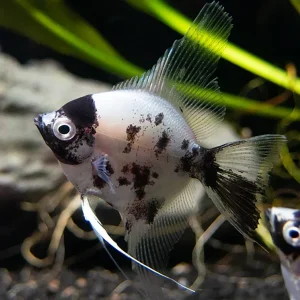 Panda Angelfish (Pterophyllum scalare - variant), USA Bred