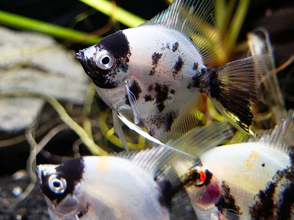 Panda Angelfish (Pterophyllum scalare - variant), USA Bred - Image 2
