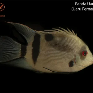 Panda Uaru (Uaru fernandezyepezi)