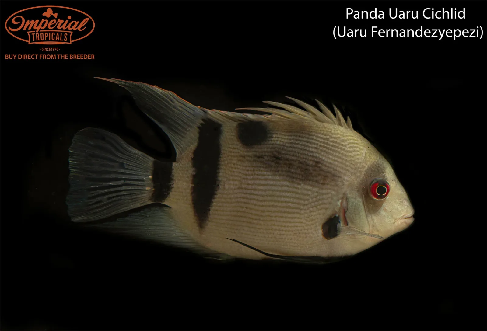 Panda Uaru (Uaru fernandezyepezi)