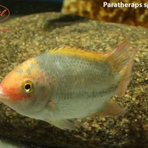 Paratheraps sp. catemaco