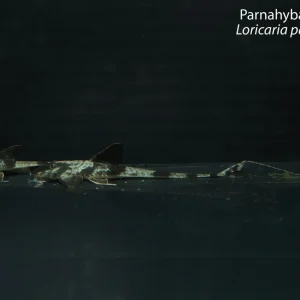 Parnahyba Whiptail (Loricaria parnahybae)