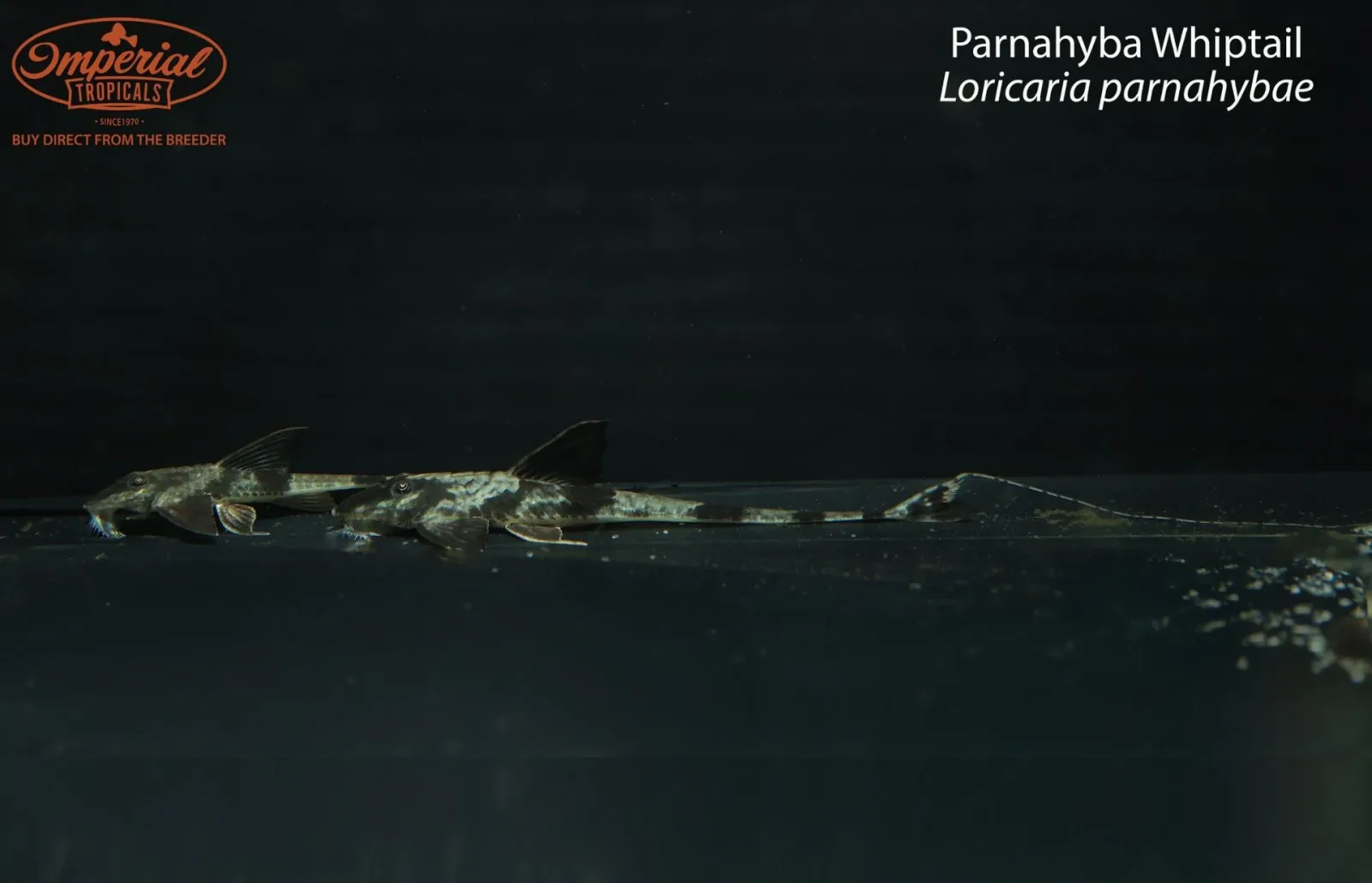 Parnahyba Whiptail (Loricaria parnahybae)