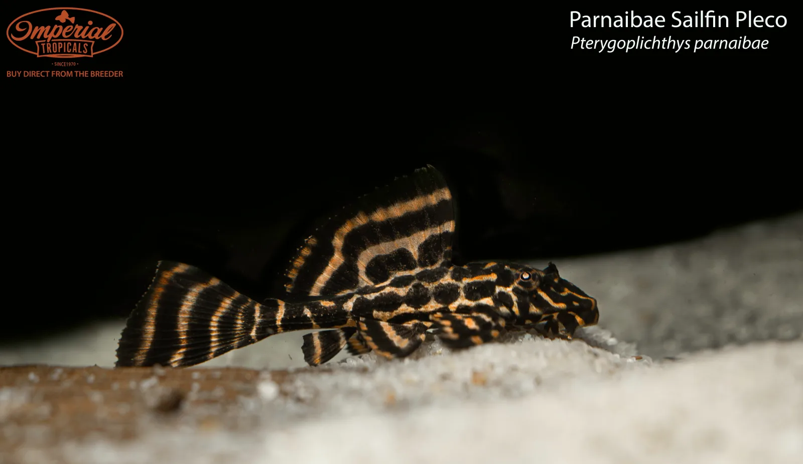 Parnaibae Sailfin Pleco - Image 2