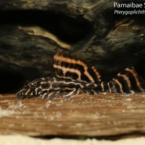 Parnaibae Sailfin Pleco
