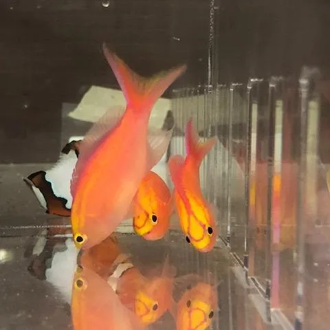 Parvirostris Anthias Male