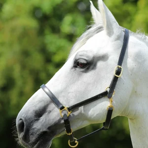 Pasco Plain Leather Head Collar Black