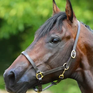 Pasco Plain Leather Head Collar Brown