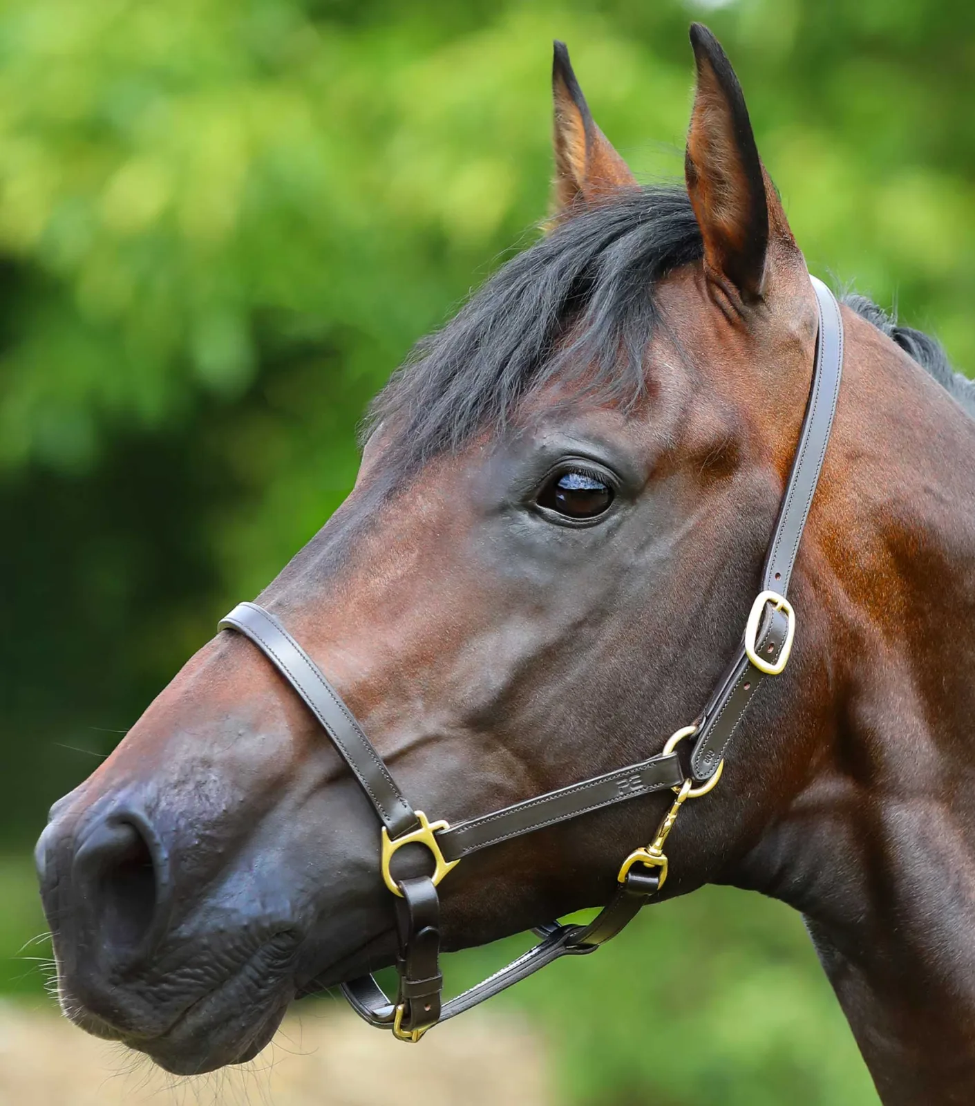 Pasco Plain Leather Head Collar Brown