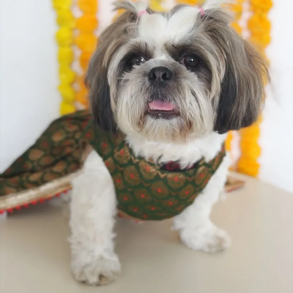 Pawgypets Brocade Lehenga for Dogs and Cats (Green) - Image 2