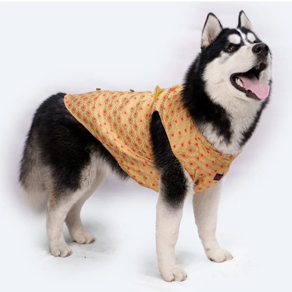 Pawgypets Sherwani for Dogs and Cats (Golden)
