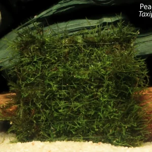Peacock Moss (Taxiphyllum sp.)