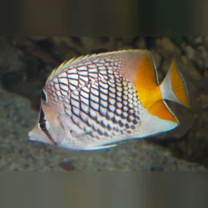 Pearlscale Butterflyfish