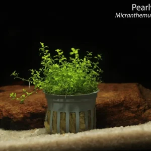 Pearlweed (Micranthemum glomeratus)