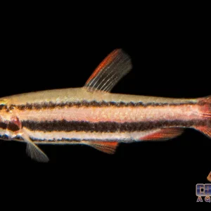 Pencilfish - Coral Red