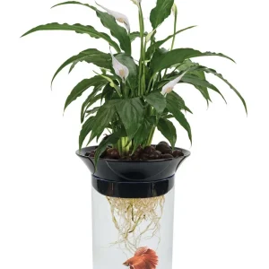 Penn-Plax Nature's Aqua Ponics Planter Betta Bowl Kit, Clear, Black, Green, 67.6 oz