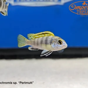 Perlmutt