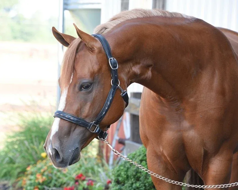 Perris Blue Pearl Bling Padded Halter - Image 2