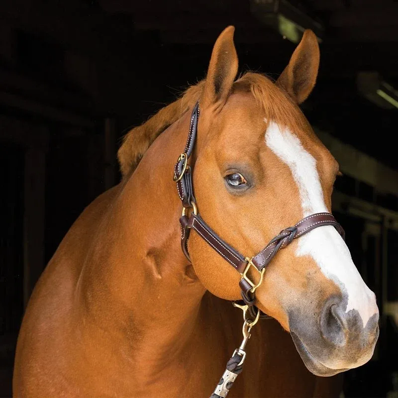 Perris Havana Twisted Leather Halter - Image 2