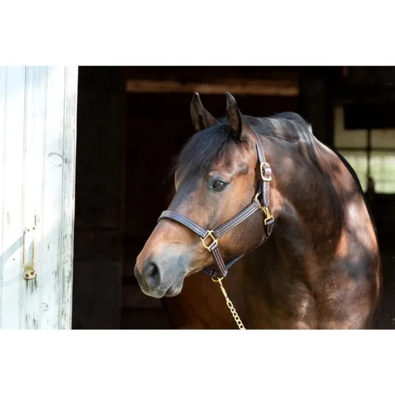 Perris Professional Show Halter - Image 2