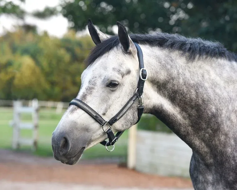 Perris Silver Bling Padded Halter - Image 2