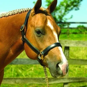 Perri's Soft Padded Leather Halter