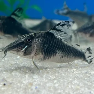 Peru Black Corydoras