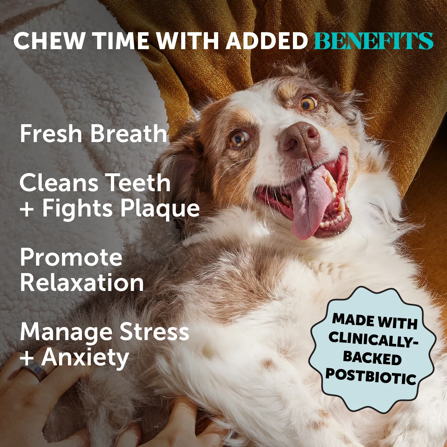 Pet Honesty Hemp Calming Fresh Sticks - Pumpkin Peanut Butter (30 ct. Pouch) for Dogs - Image 2